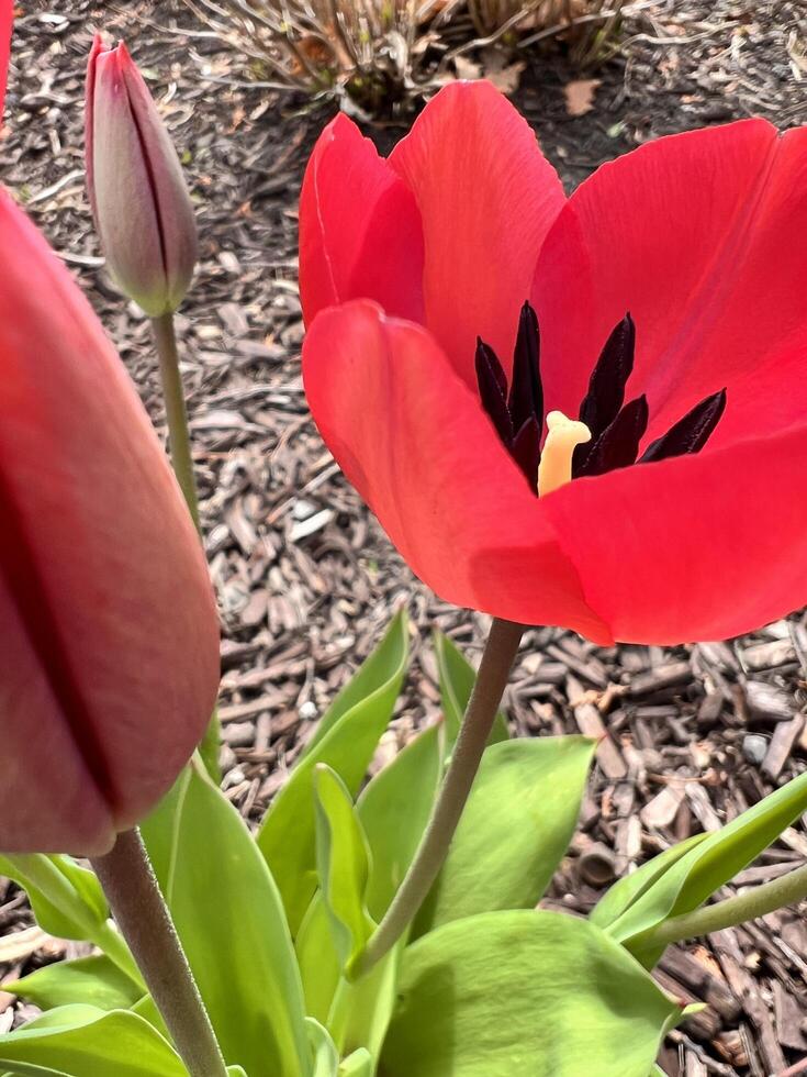 red tulip, spring, blooming, blooming, blooming, blooming, blo photo