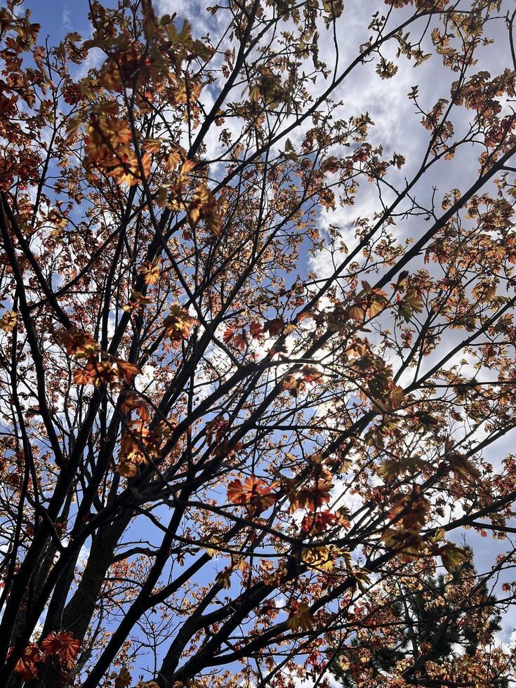 A tree with leaves and branches against a blue sky photo