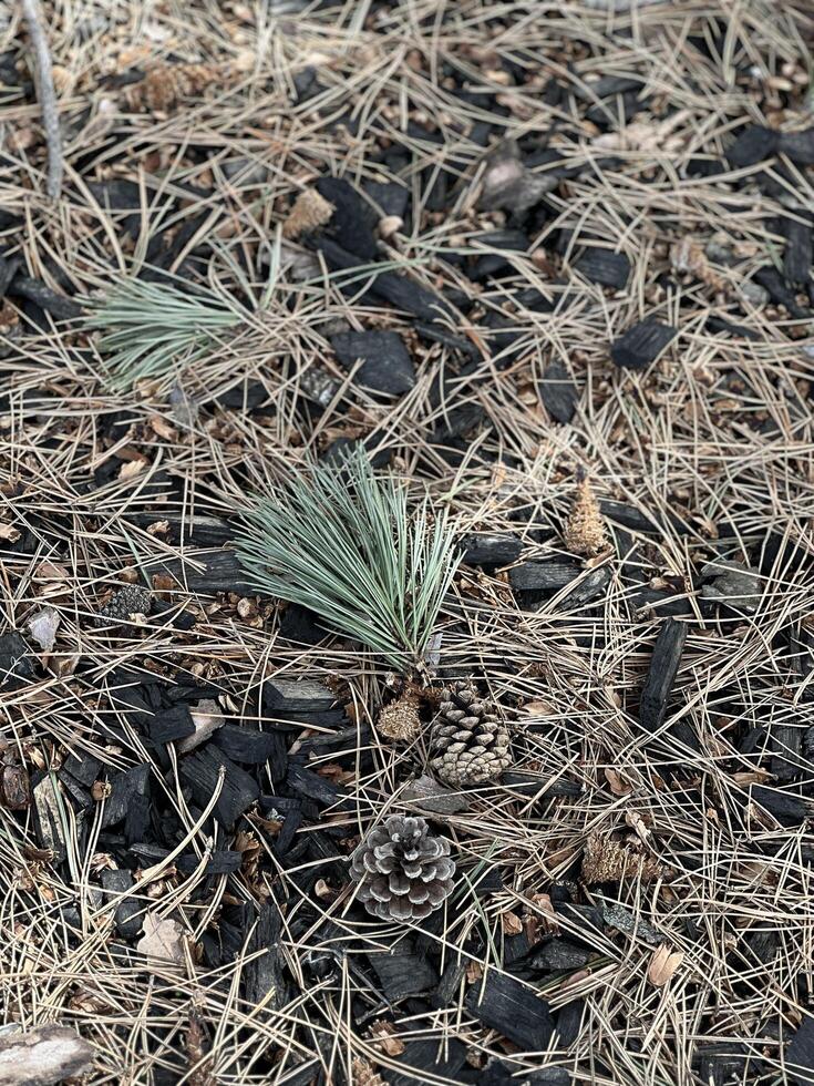 A pine tree and some rocks in the ground photo