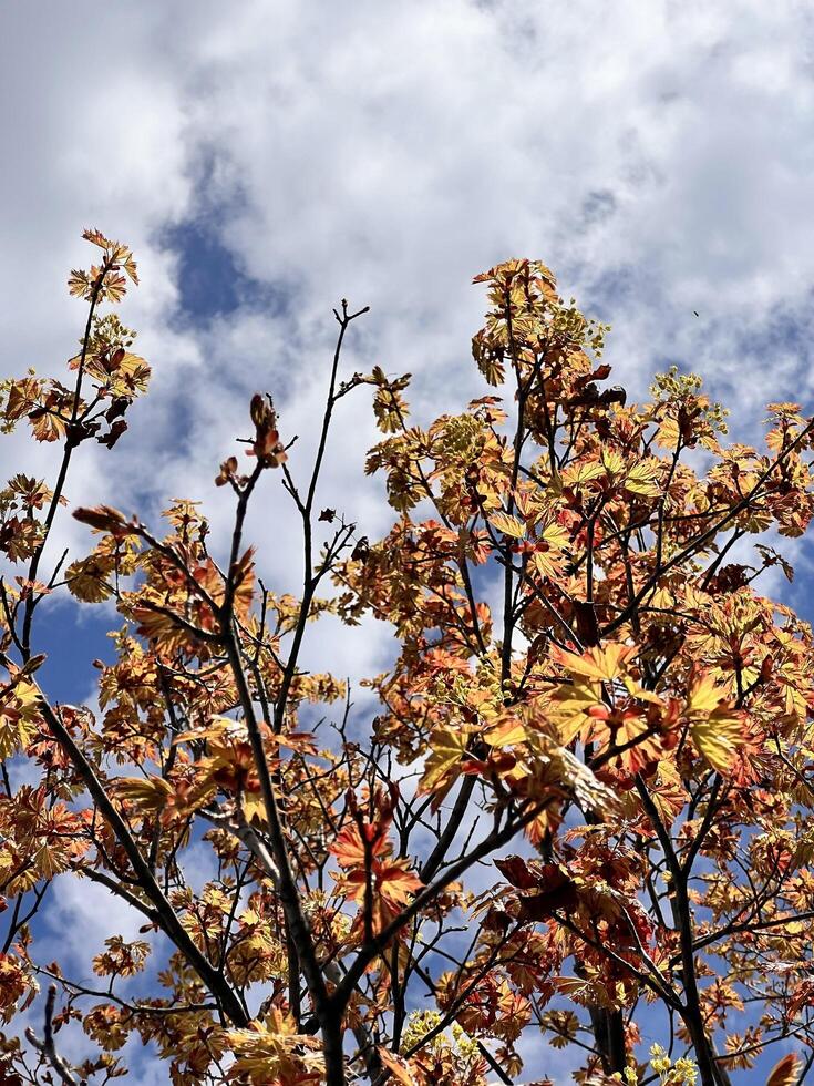Autumn leaves against a blue sky photo