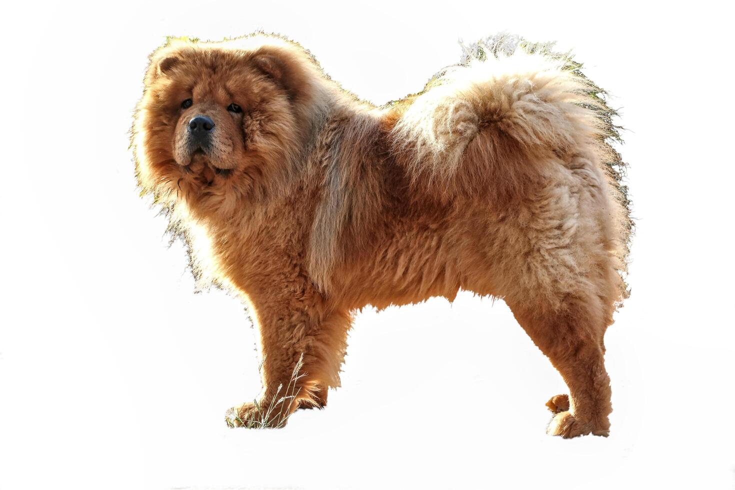 Chow Chow dog standing on white background photo