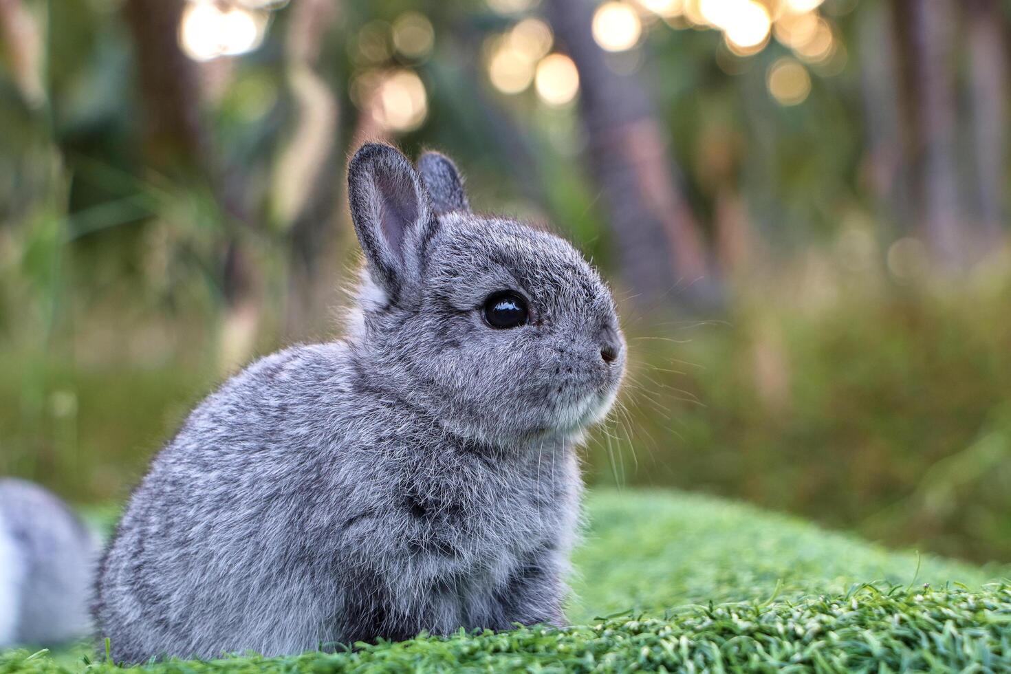 A little rabbit sits alone in the garden. photo