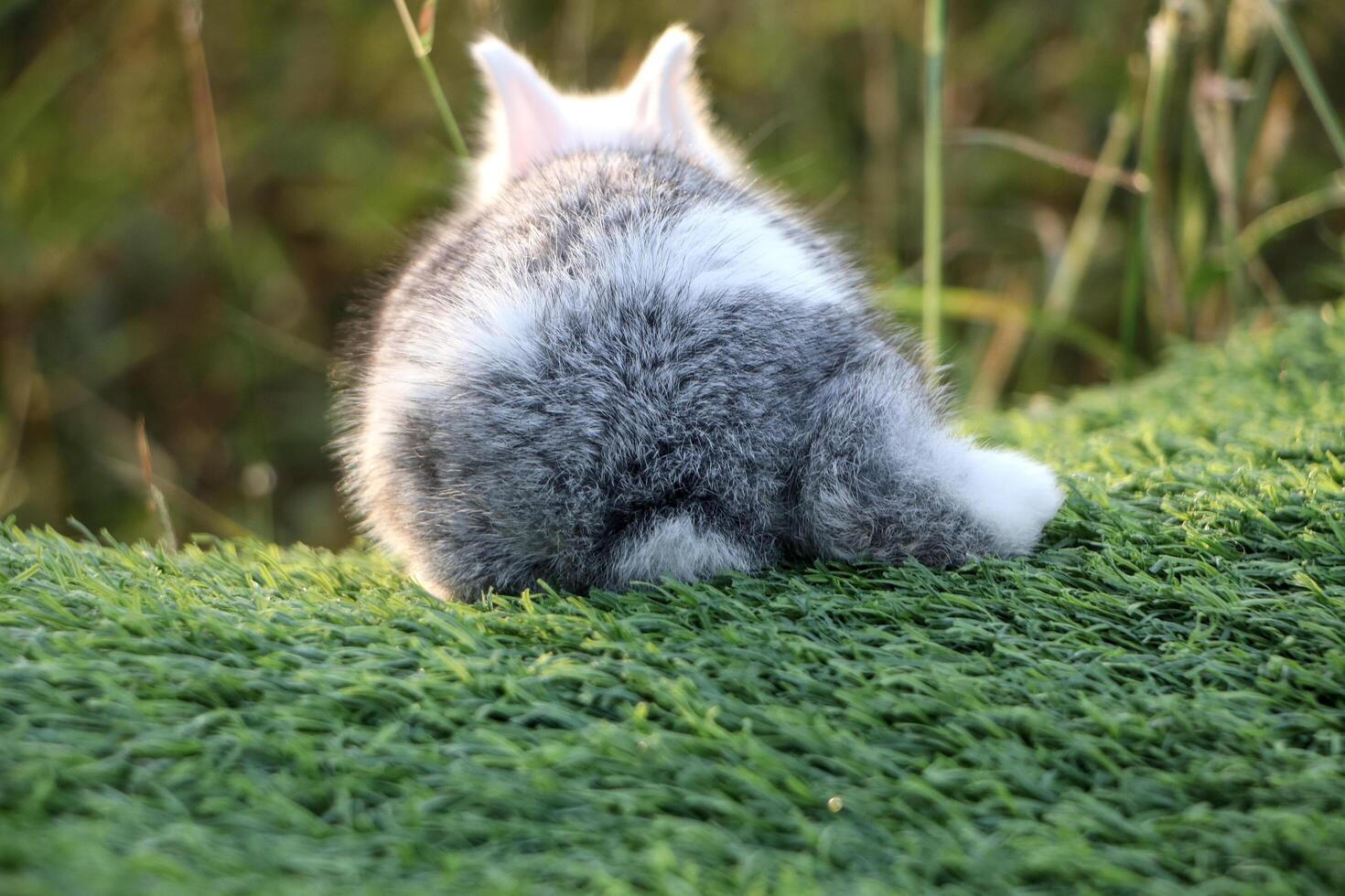 A little gray and white rabbit rests comfortably on the artificial grass. Because he feels safe photo