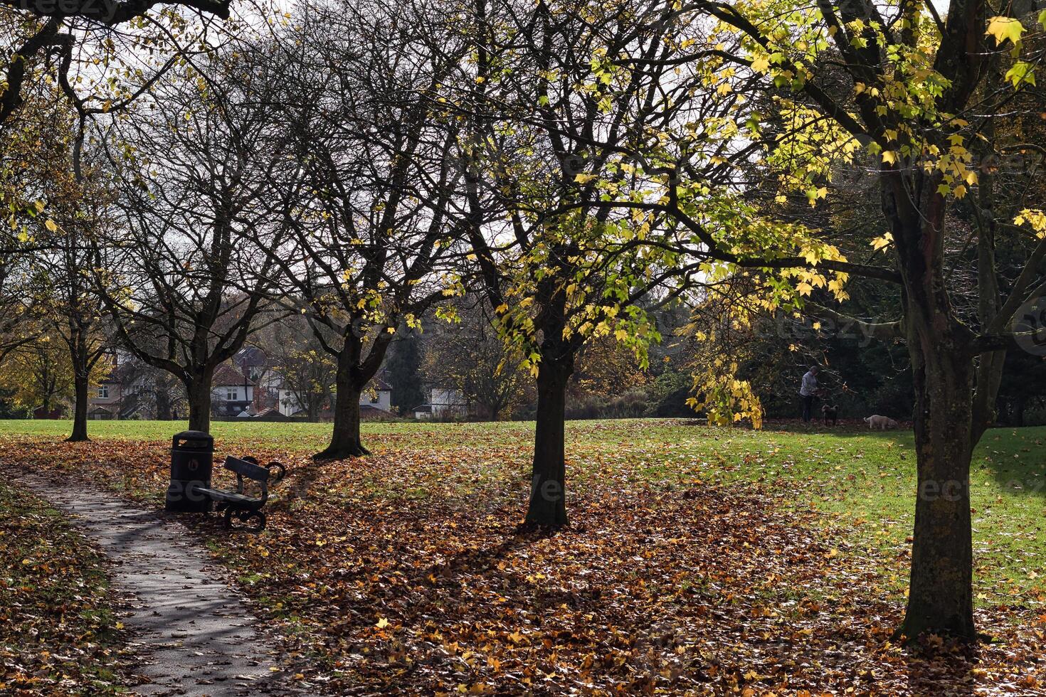 Park Path with Fallen Leaves and Bench photo