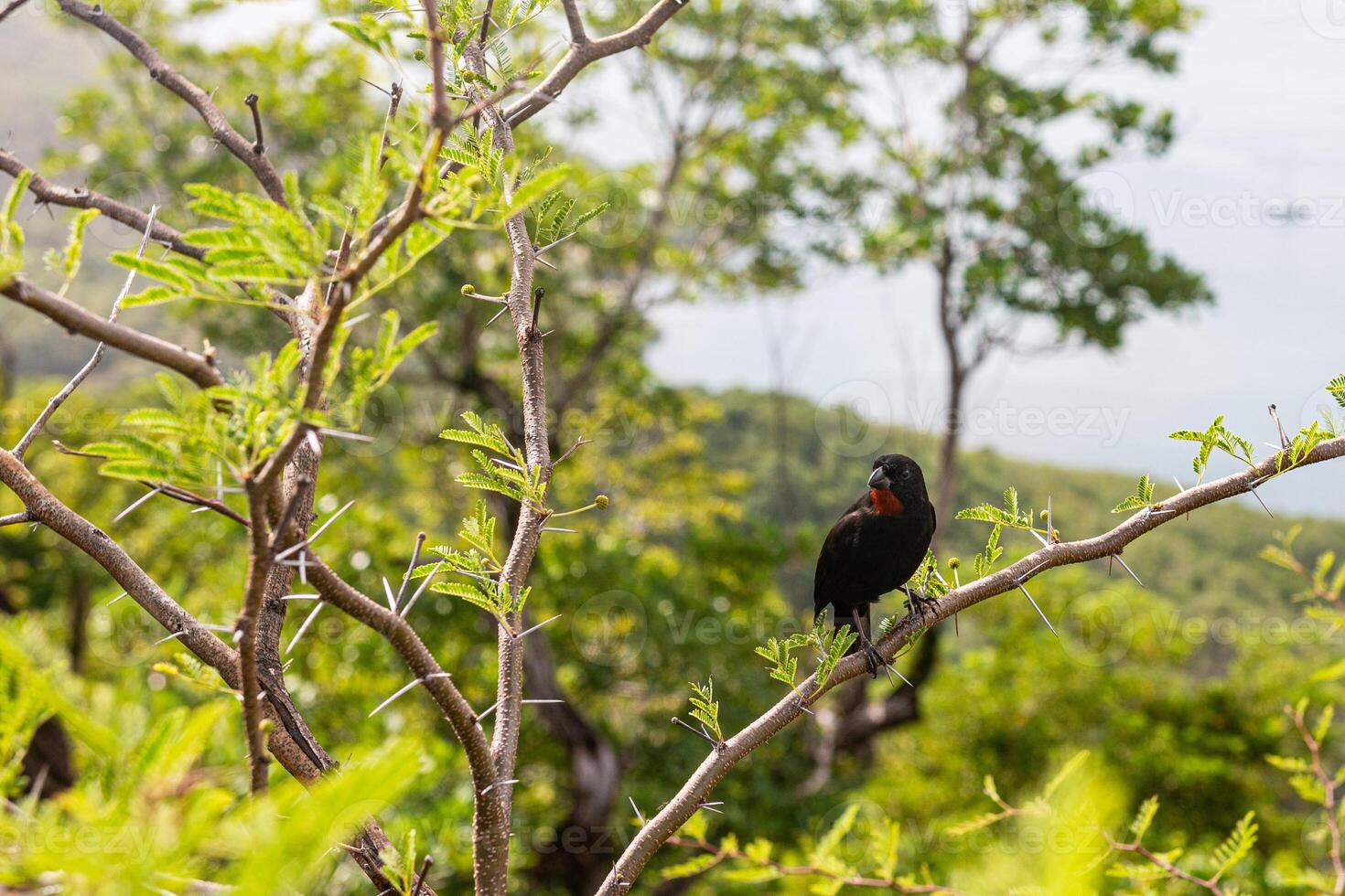 Lesser Antillean bullfinch on a branch in Tartane, Martinique, West Indies, France photo