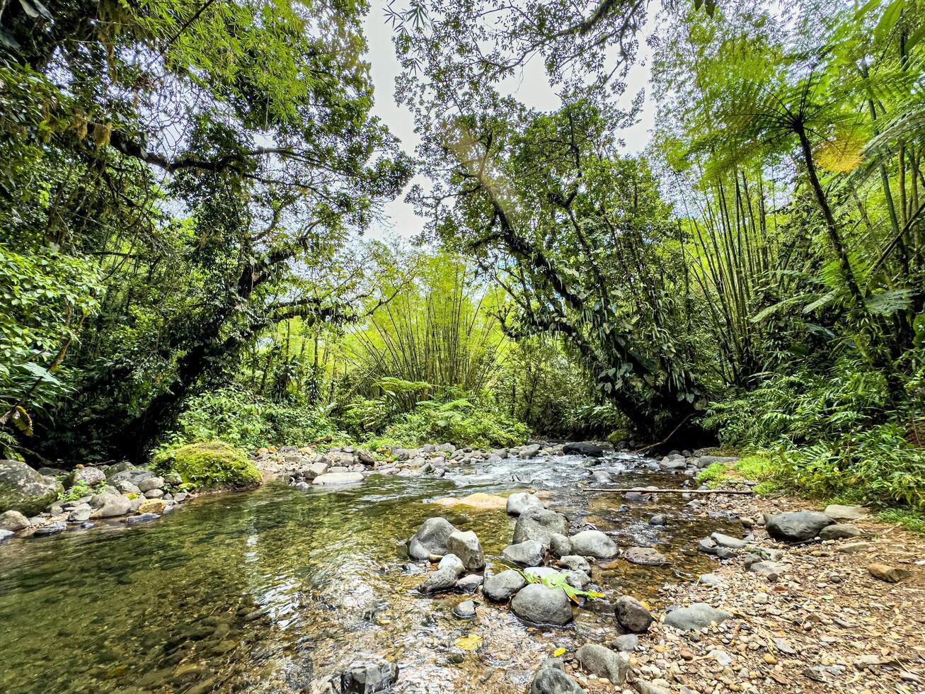 River and bamboo trees in the middle of the deep tropical forest in Martinique, West Indies, France photo