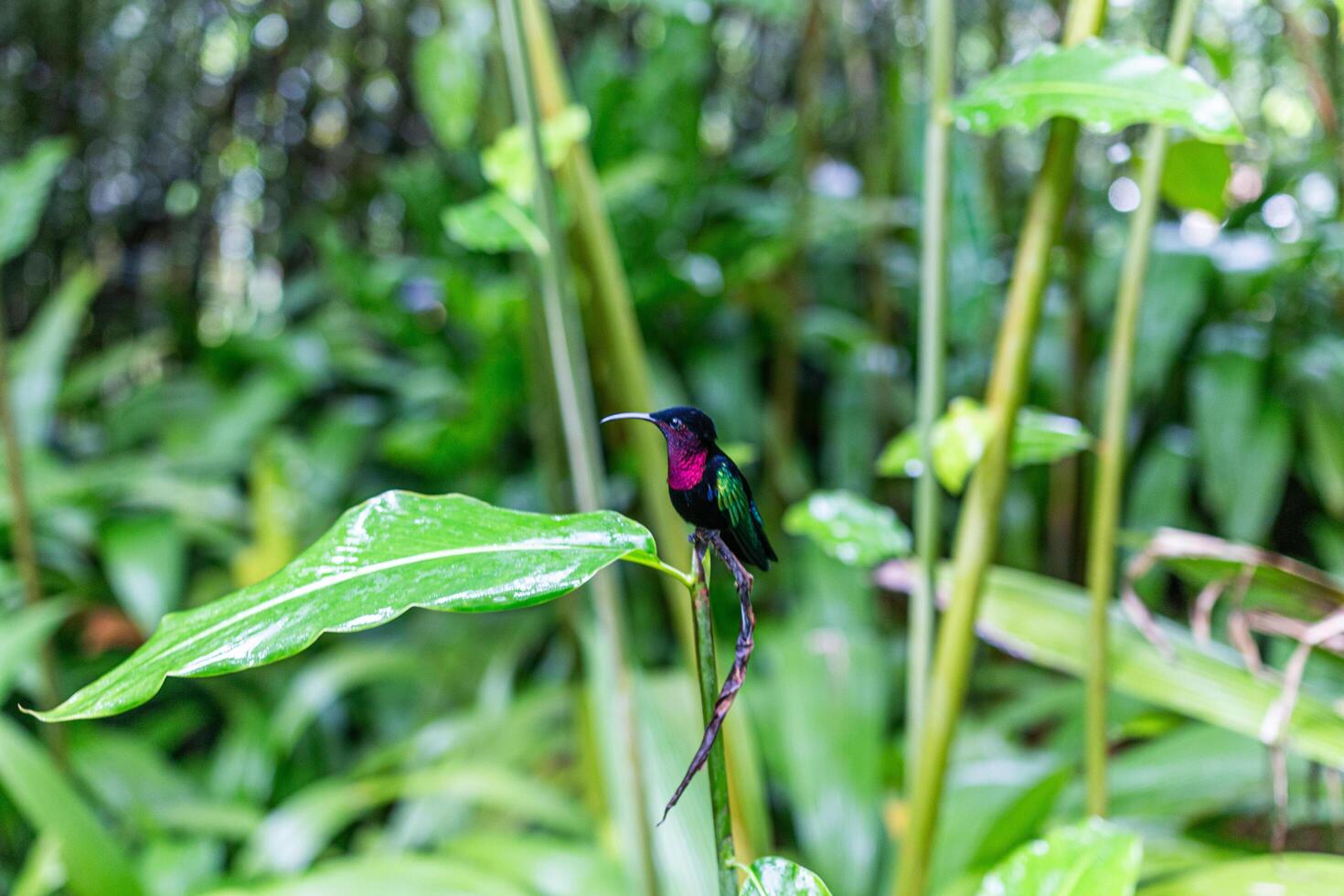 Purple-throated Carib Humming bird resting on a leaf, Martinique, West Indies, France photo