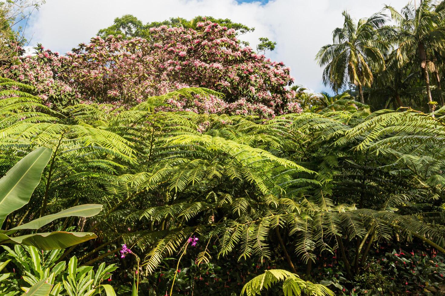 Tropical tree with flowers and coconut trees, Martinique, West Indies, France photo