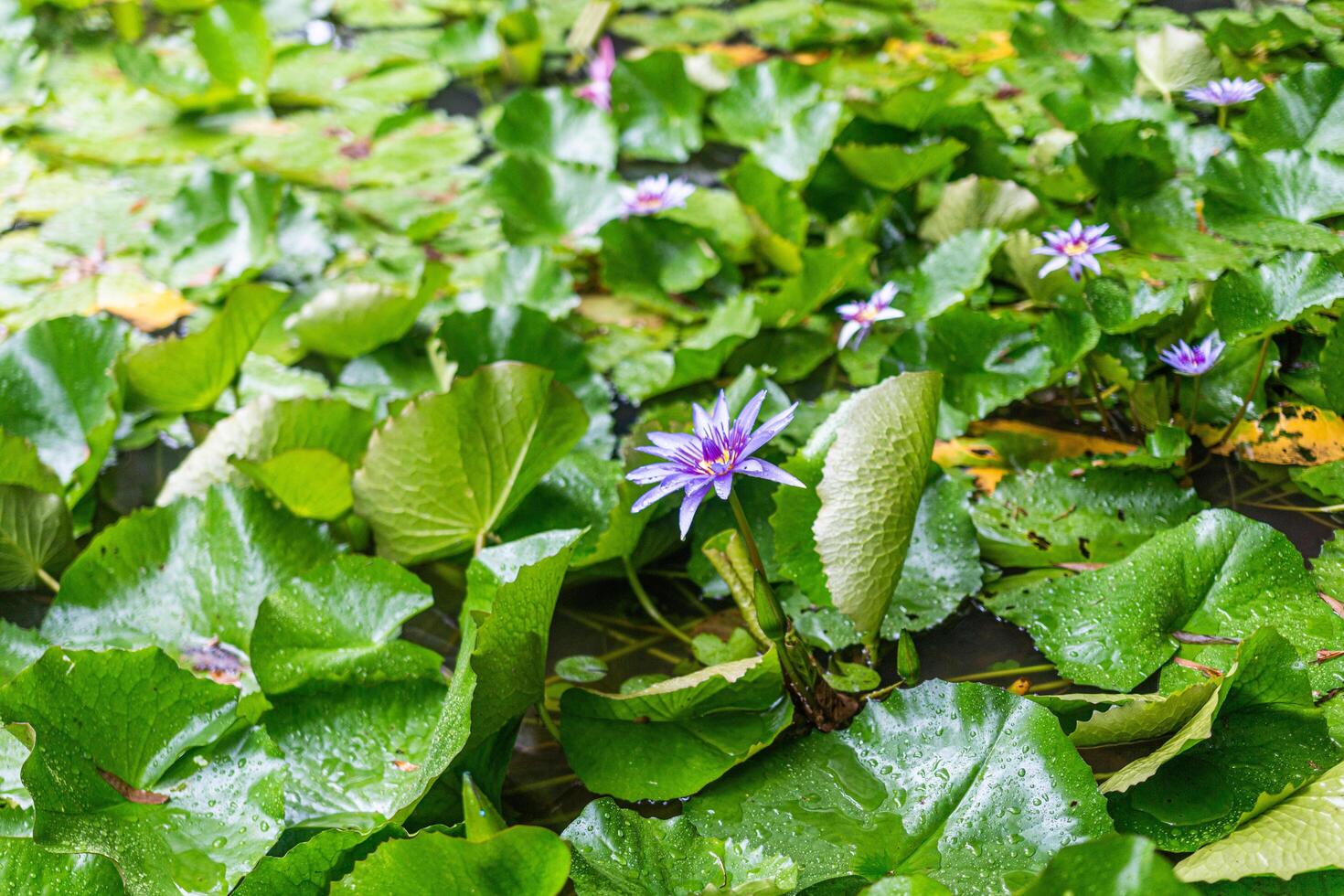 Purple Water lilies in a botanical garden in Martinique, West Inidies, France photo