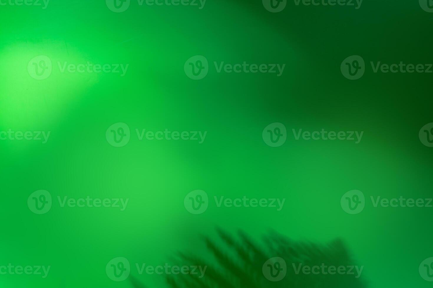 Minimal green abstract background with plant shadow photo