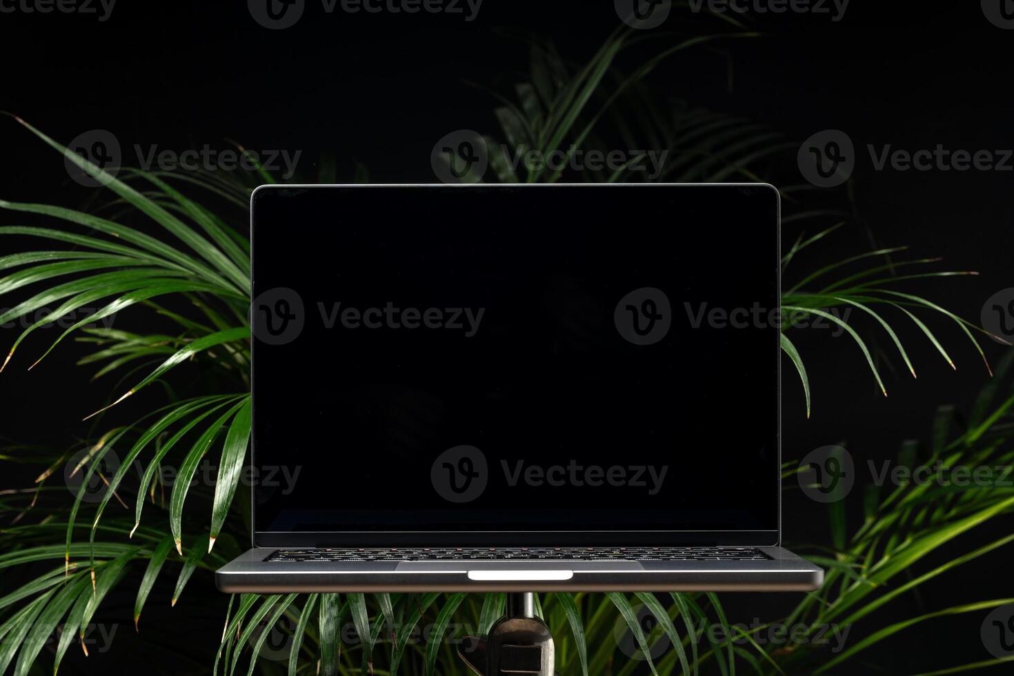 Laptop with green leafy potted plant on black background photo