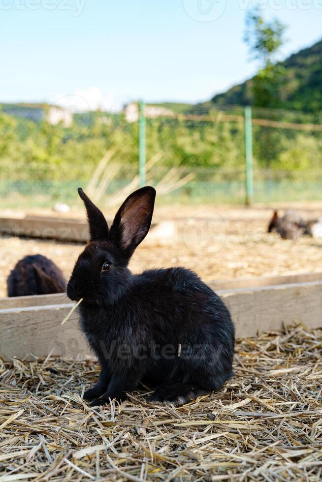 A brown rabbit sitting calmly on a sunny day at a farm photo
