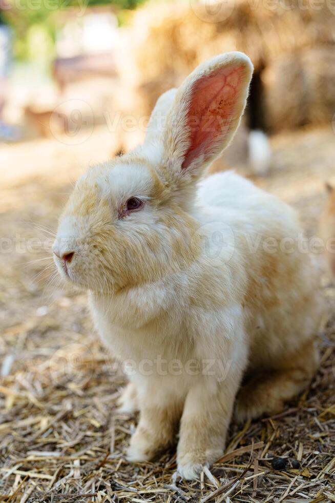 A brown rabbit sitting calmly on a sunny day at a farm photo