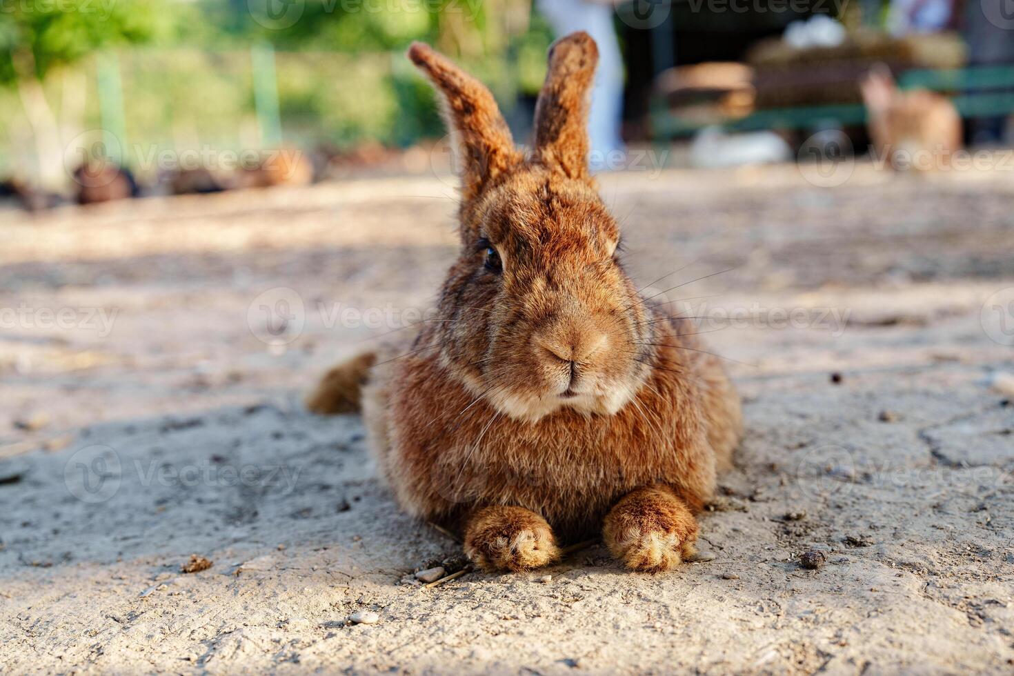 A brown rabbit sitting calmly on a sunny day at a farm photo