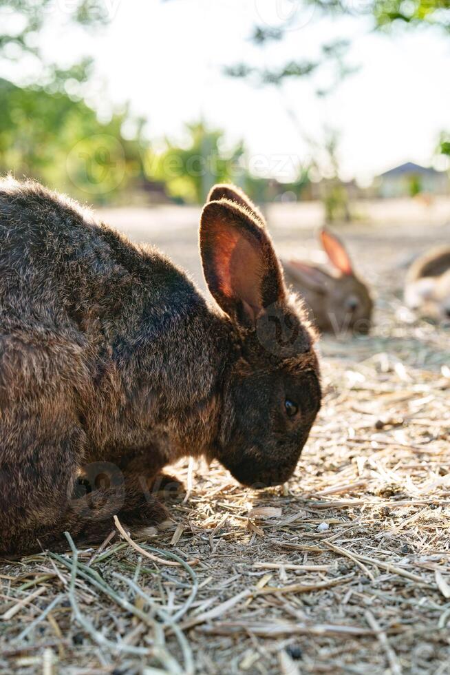 A brown rabbit sitting calmly on a sunny day at a farm photo