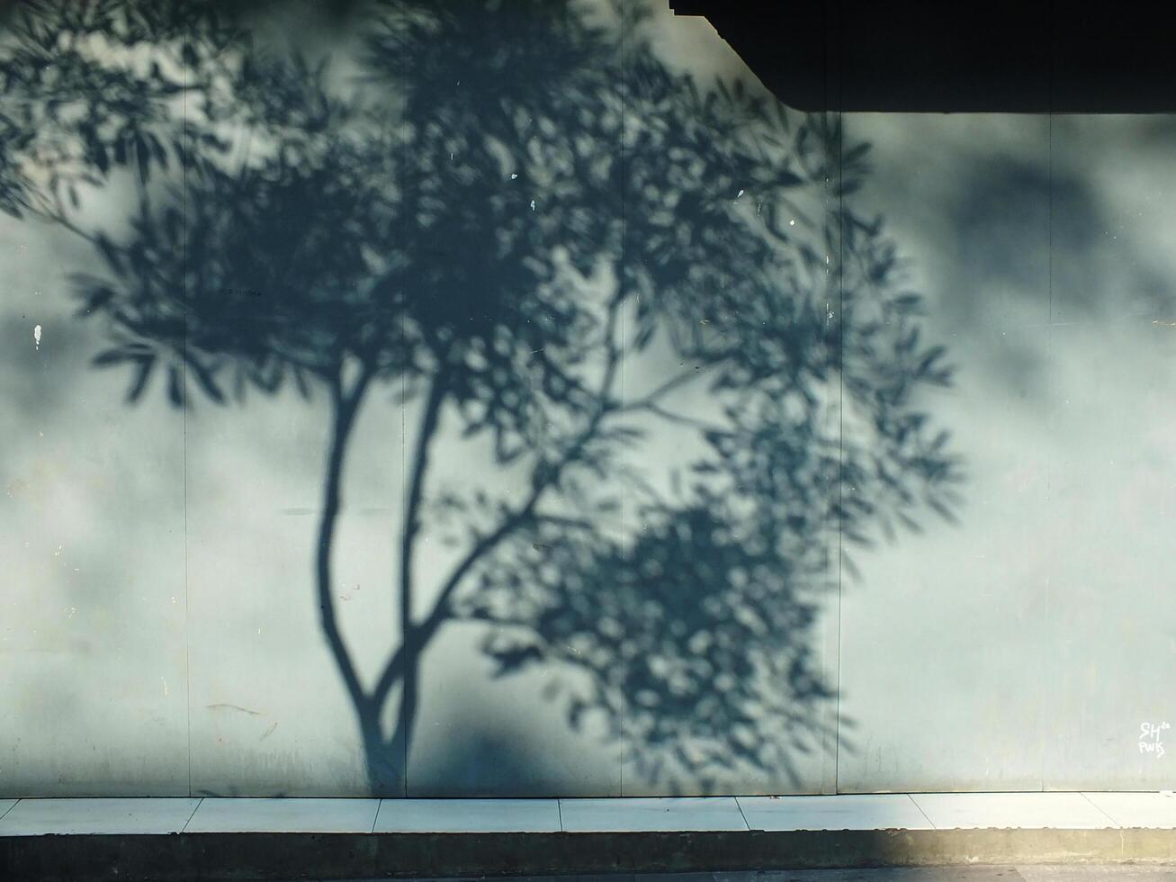 A tree casts a shadow on a wall. The shadow is dark and elongated, stretching across the wall. Concept of depth and dimension, as the tree's shadow appears to be reaching out from the tree itself photo