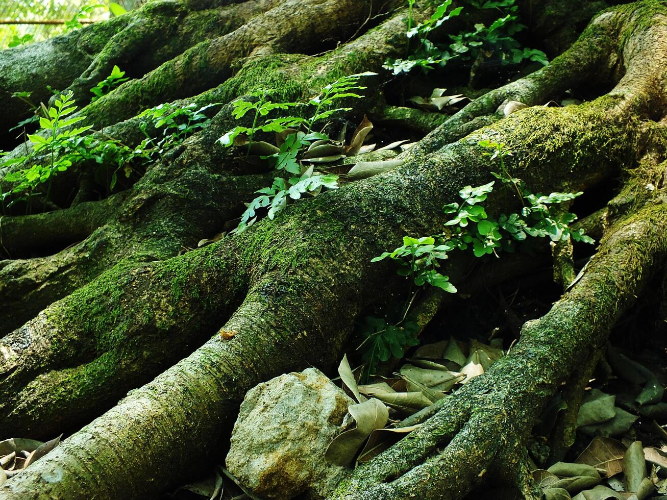 A large tree trunk covered in green moss and leaves. The trunk is surrounded by rocks and there are some leaves on the ground photo