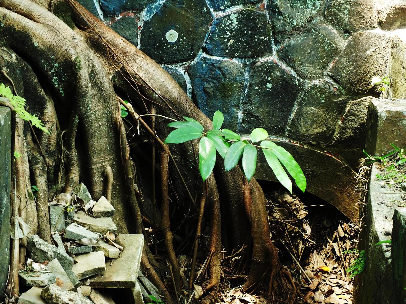 A tree root is growing out of a stone wall. The wall is made of stone and has a rough texture photo