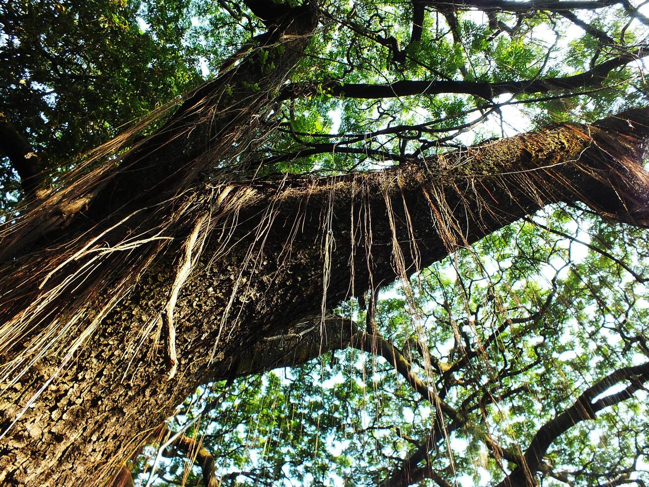 A large tree with many hanging roots hanging down. The tree has large branches and dense leaves photo