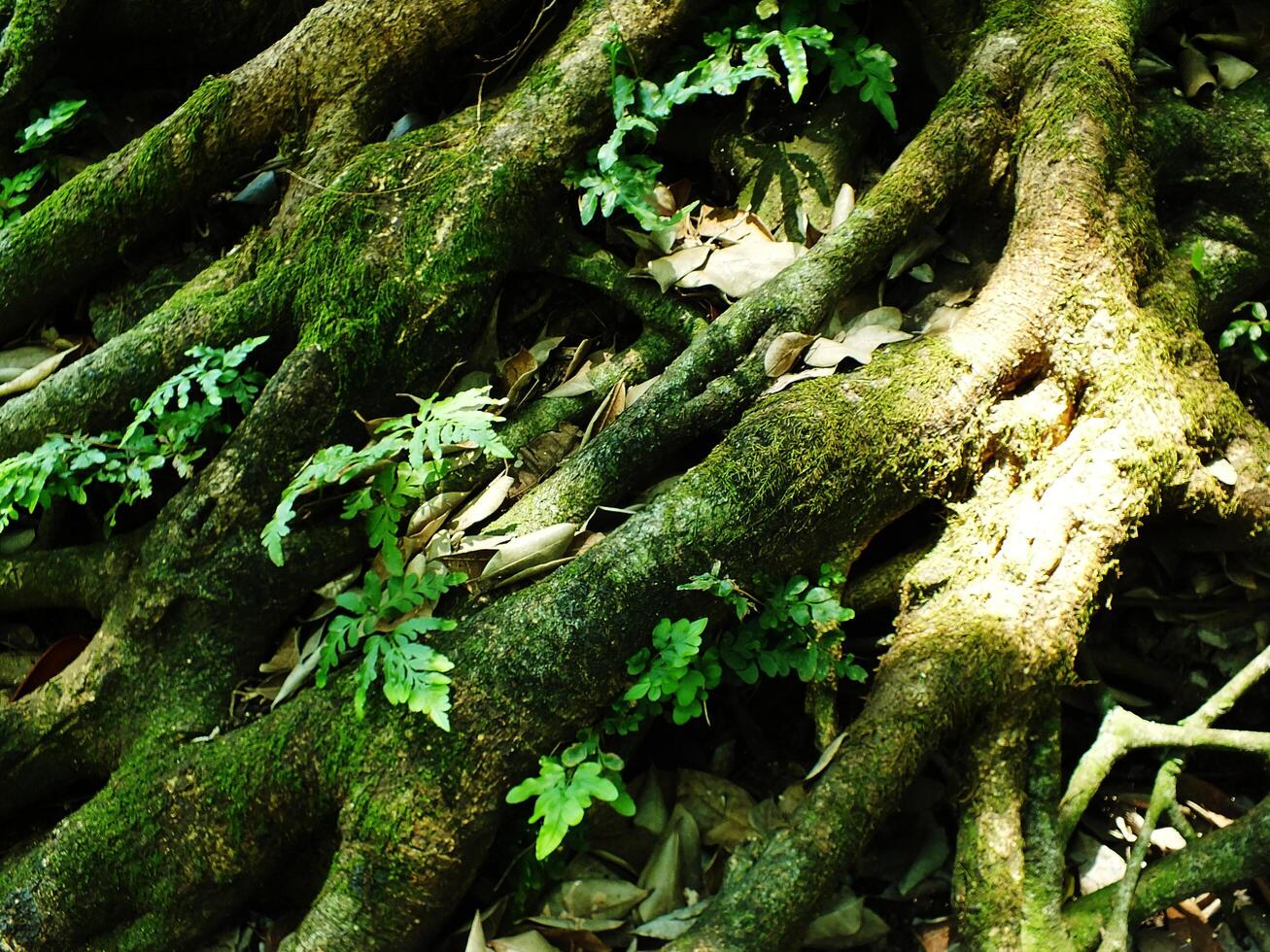 A large tree trunk covered in green moss and leaves. The trunk is surrounded by rocks and there are some leaves on the ground photo