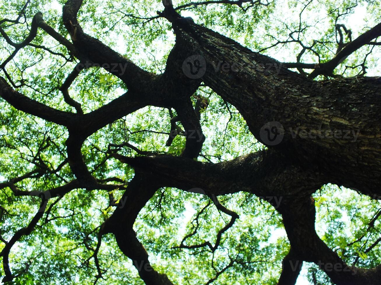 A large tree with a thick trunk and many branches. The tree is surrounded by green leaves and is the center of attention in the image photo