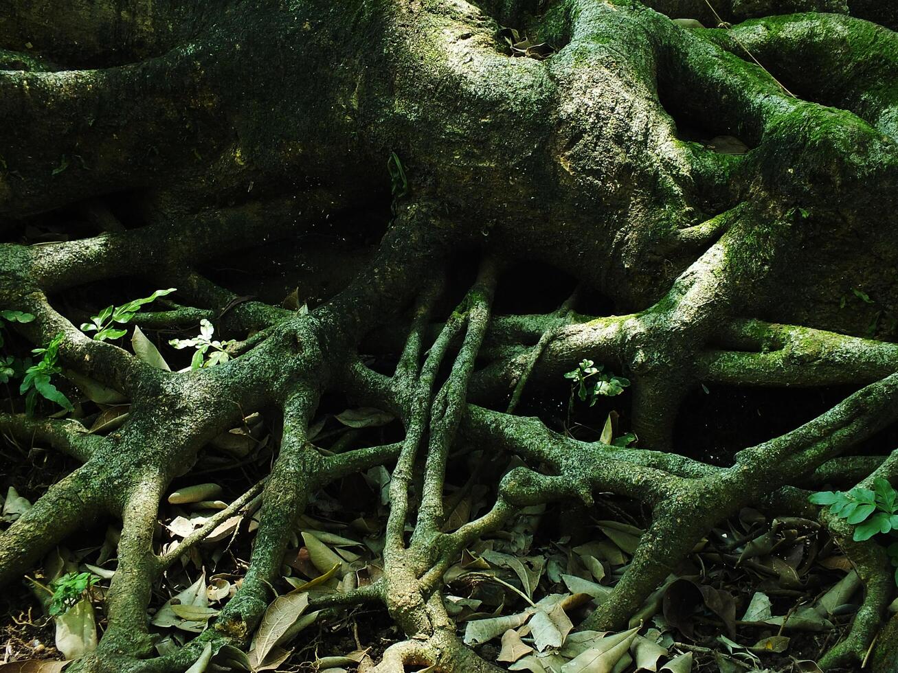 A large tree trunk covered in green moss and leaves. The trunk is surrounded by rocks and there are some leaves on the ground photo