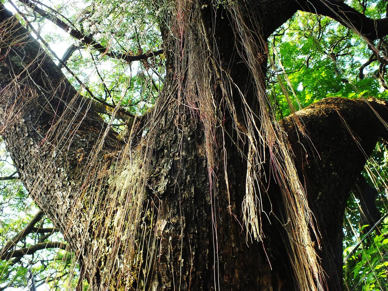 A large tree with many hanging roots hanging down. The tree has large branches and dense leaves photo