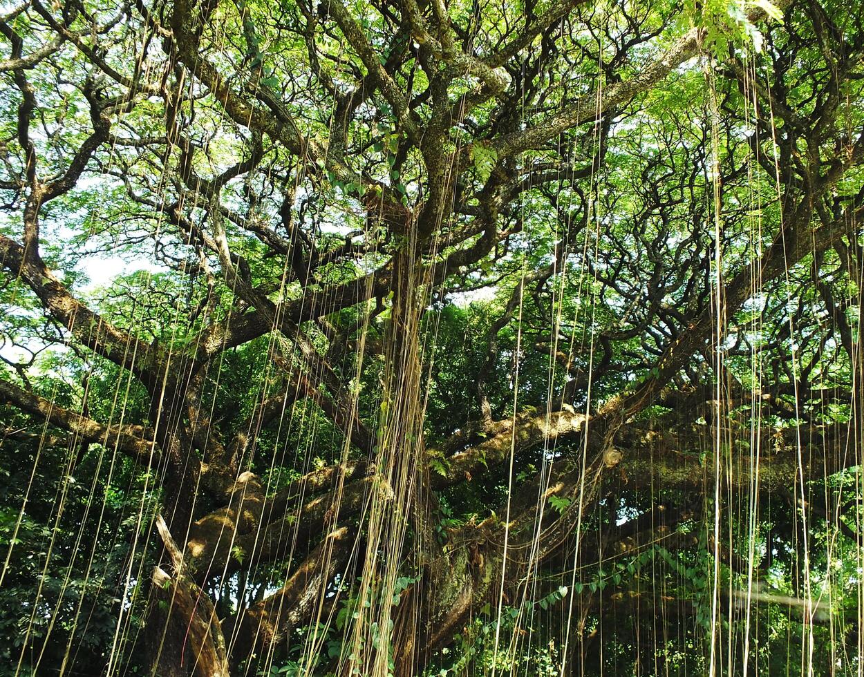 A large tree with many hanging roots hanging down. The tree has large branches and dense leaves photo