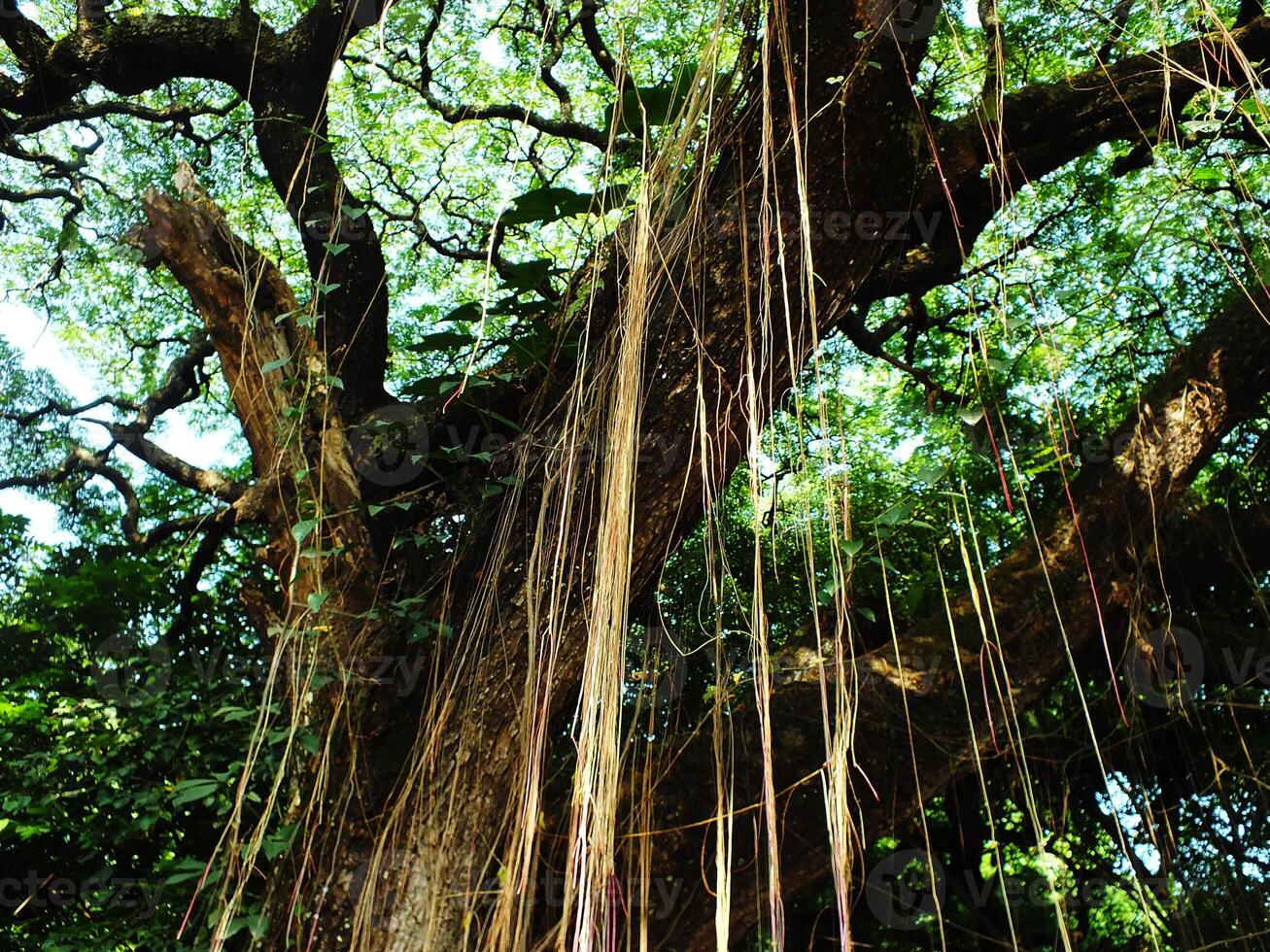 A large tree with many hanging roots hanging down. The tree has large branches and dense leaves photo