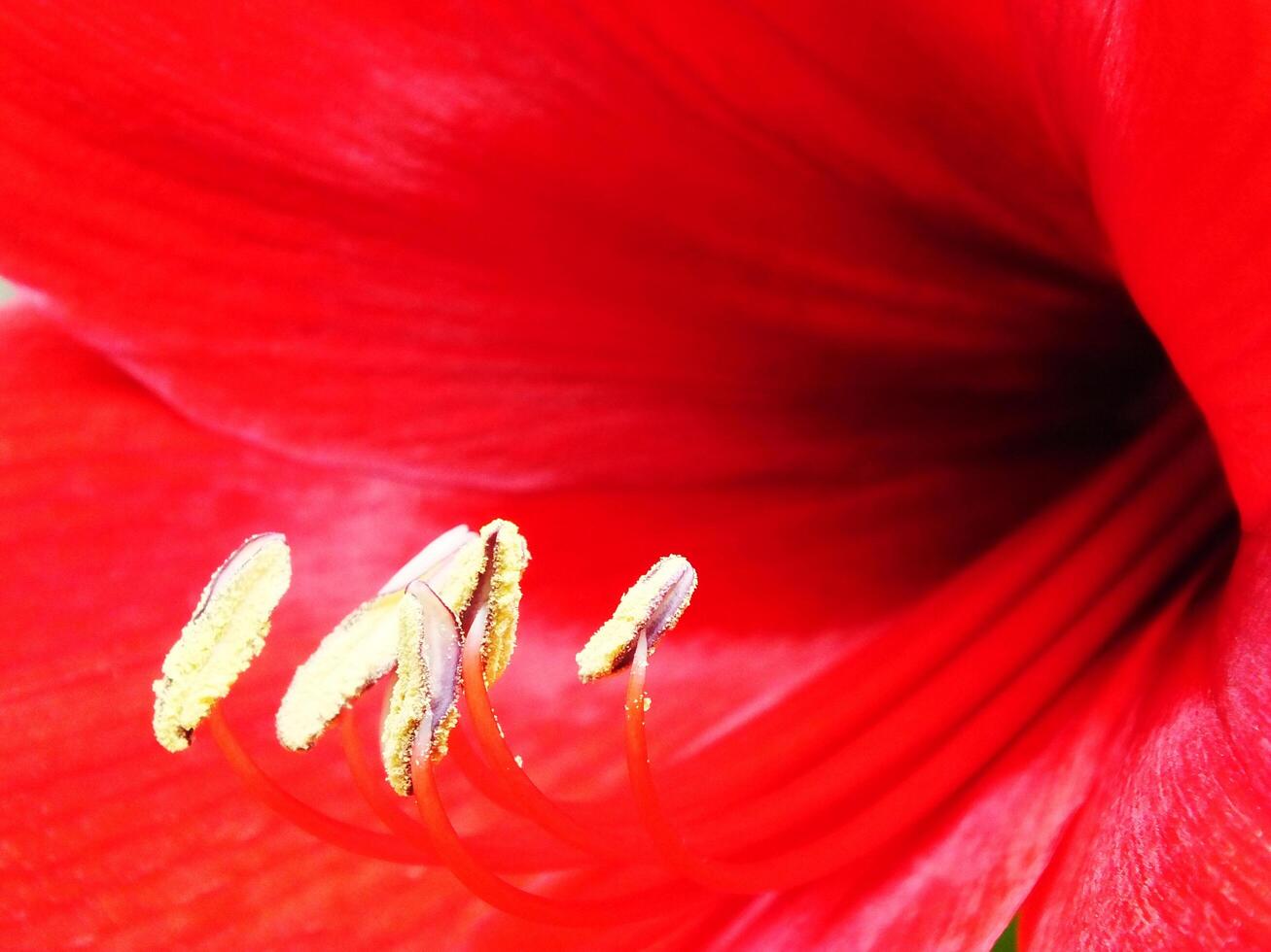 Close up of a red amaryllis flower with a green stem blooming so beautiful at the garden. The petal color is full red. photo