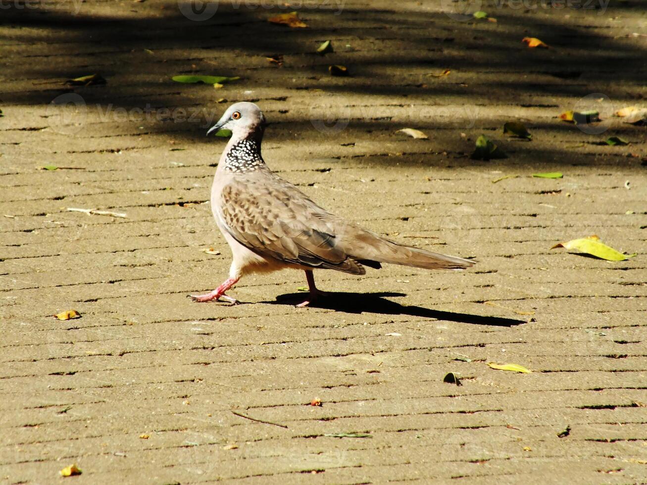 Wild spotted dove or spilopelia chinensis bird walking on a brick sidewalk looking for food. The bird is brown and has a speckled pattern on its feathers photo