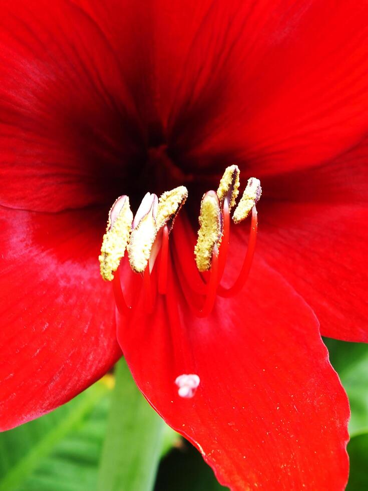 Close up of a red amaryllis flower with a green stem blooming so beautiful at the garden. The petal color is full red. photo
