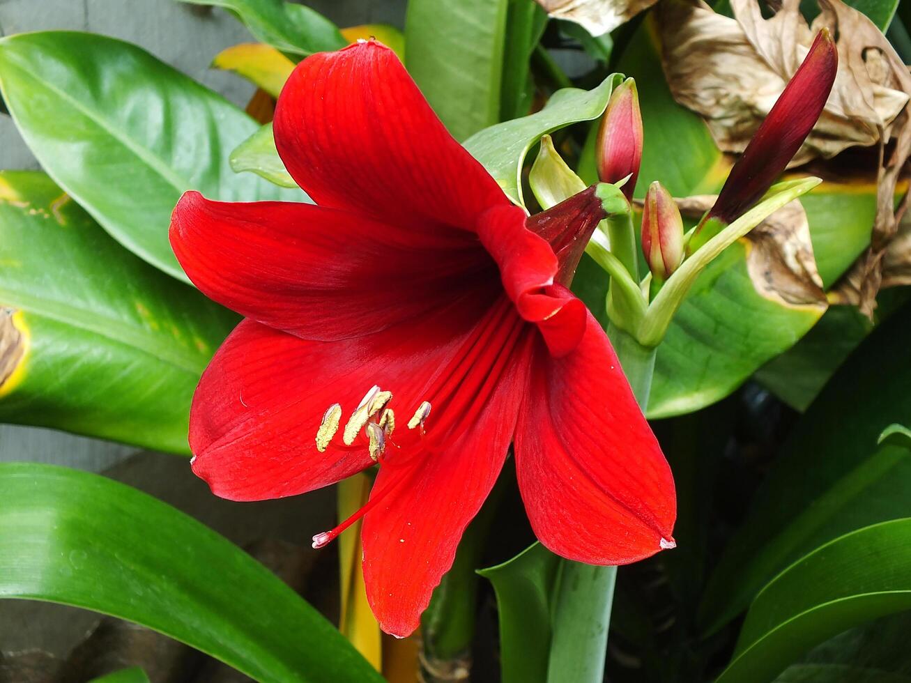 Close up of a red amaryllis flower with a green stem blooming so beautiful at the garden. The petal color is full red. photo