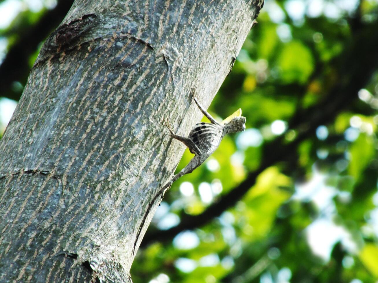 A flying lizard or draco volans is climbing up a tree trunk. The tree is surrounded by green leaves and the lizard is the only animal visible photo