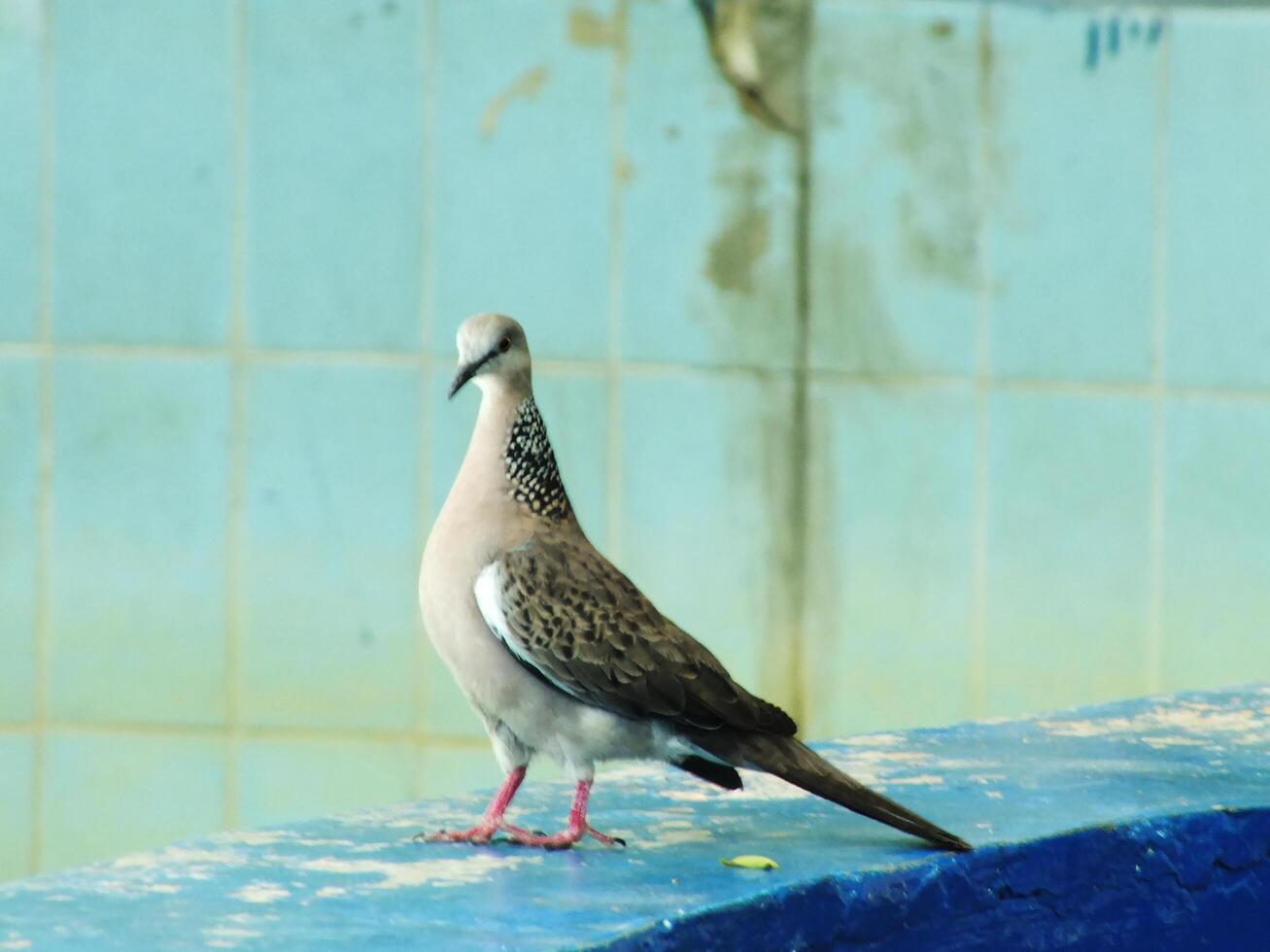 Wild spotted dove or spilopelia chinensis bird is standing on a blue wall. The bird is brown and white with a black beak photo