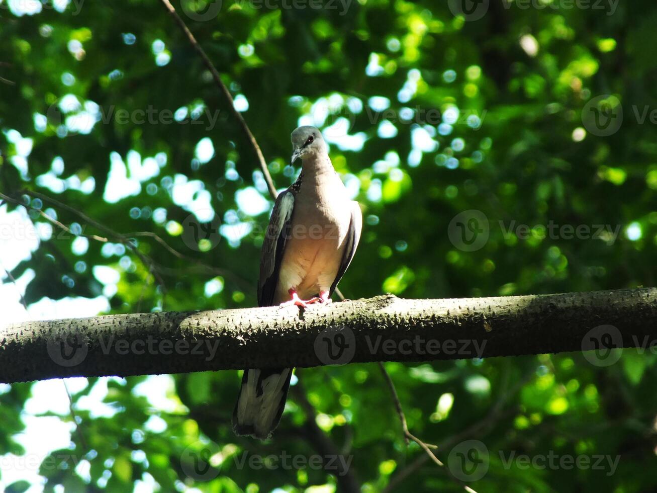 Wild spotted dove or spilopelia chinensis bird is perched on a tree branch. The bird is brown and white in color. The image has a peaceful and calm mood photo