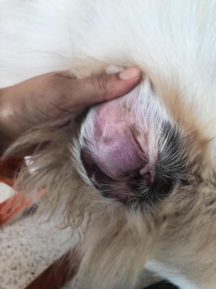 Surface of dog ear unhealthy from Aural Hematoma disease. photo