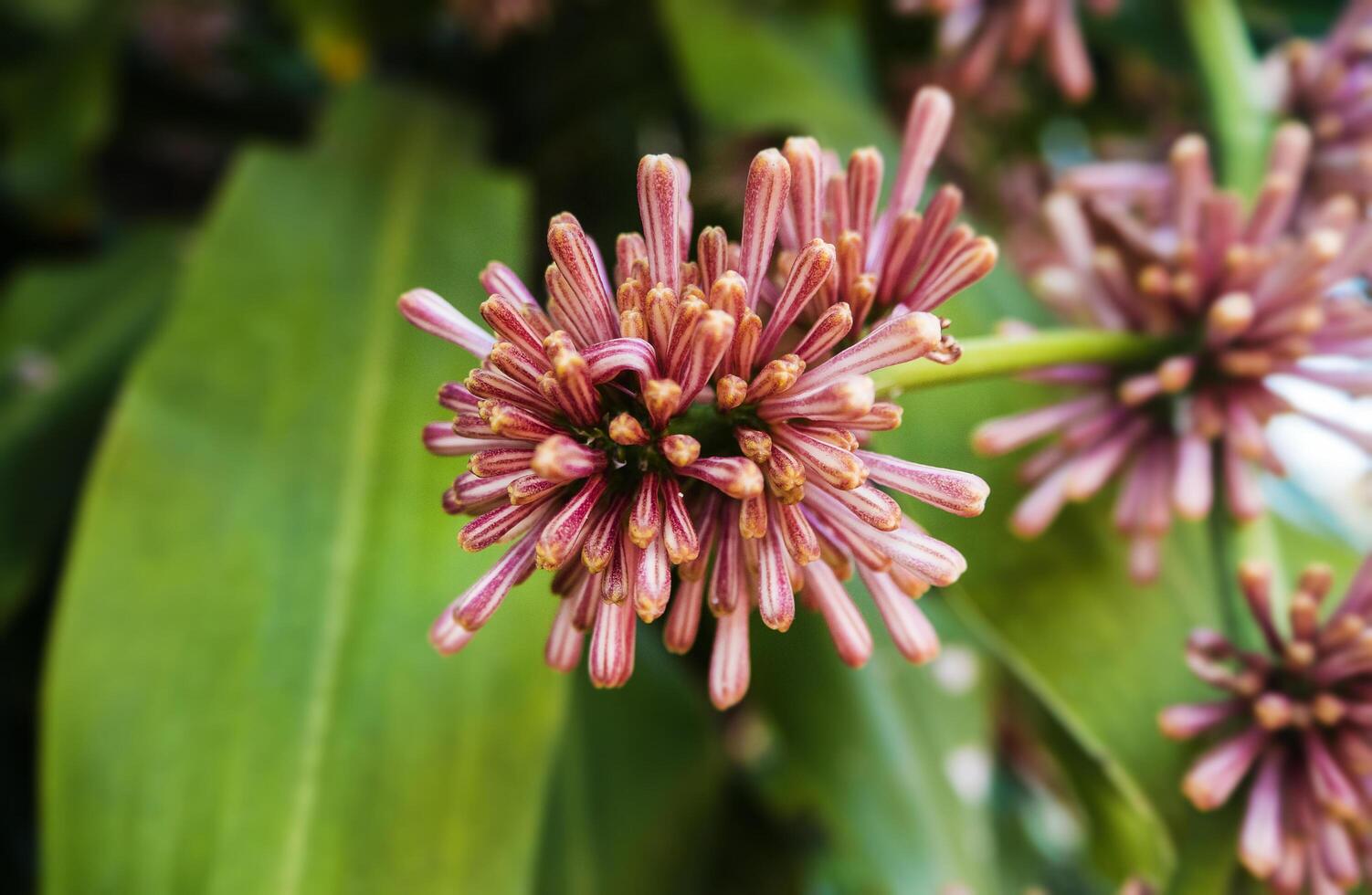 Quee of dracaenas,fragrance flower. photo