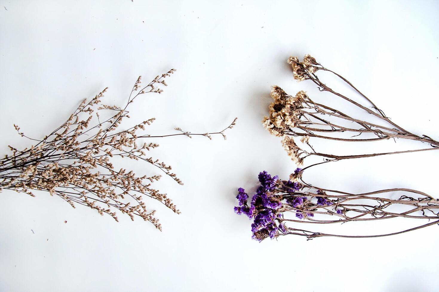 group of dried flowers photo