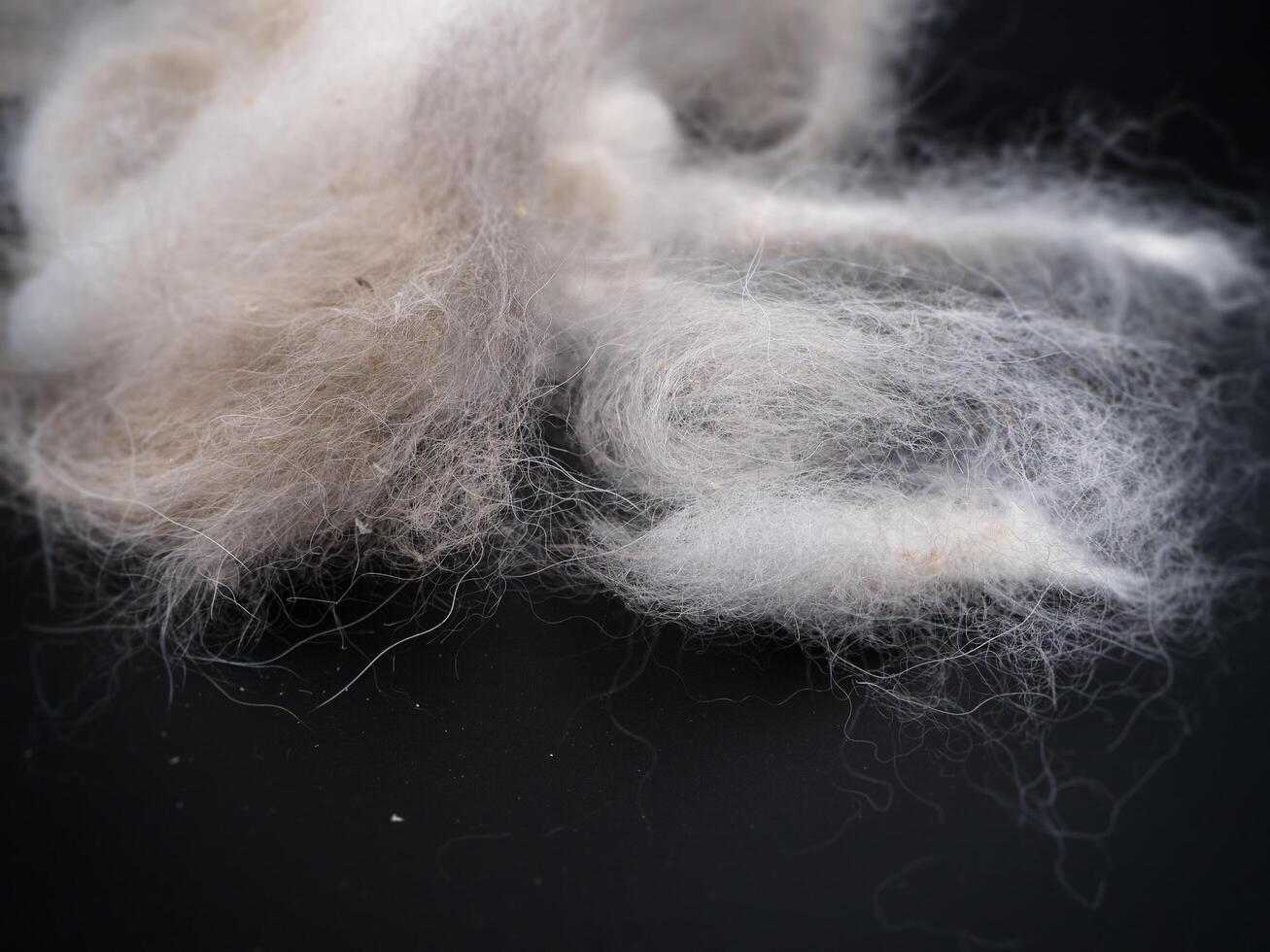 group of dog fur photo