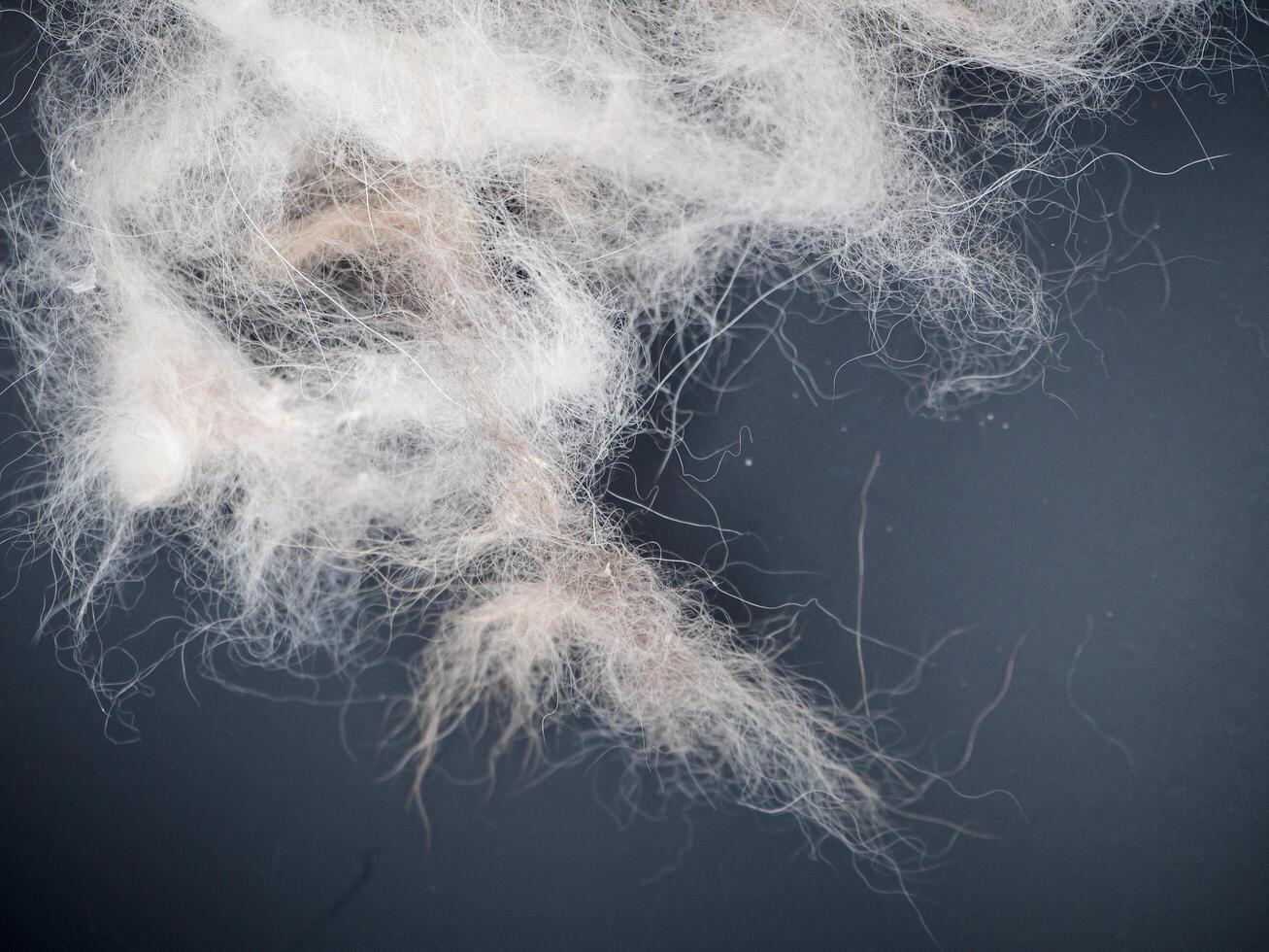group of dog hair fall photo