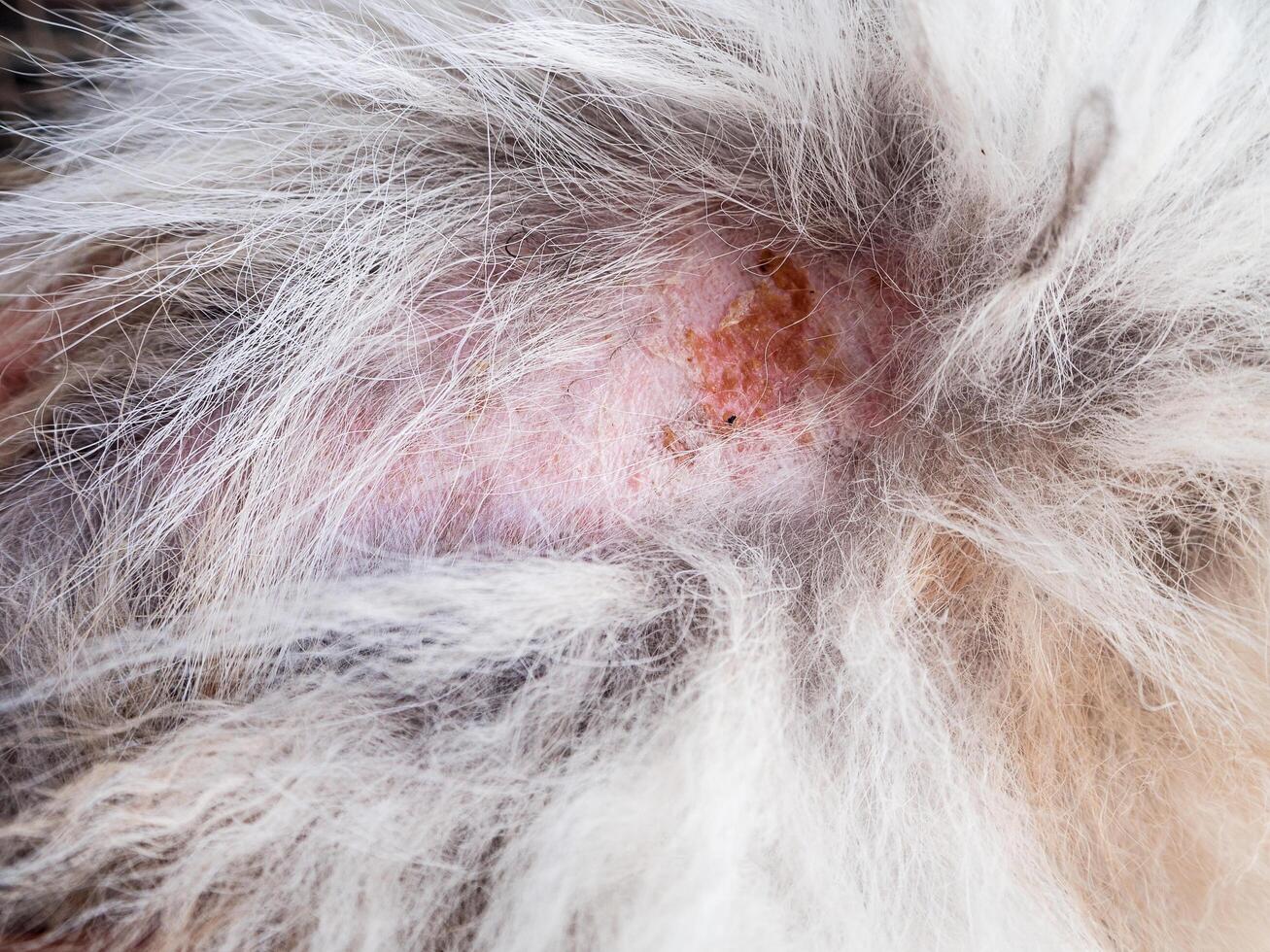 dog skin disease,spot and red skin photo