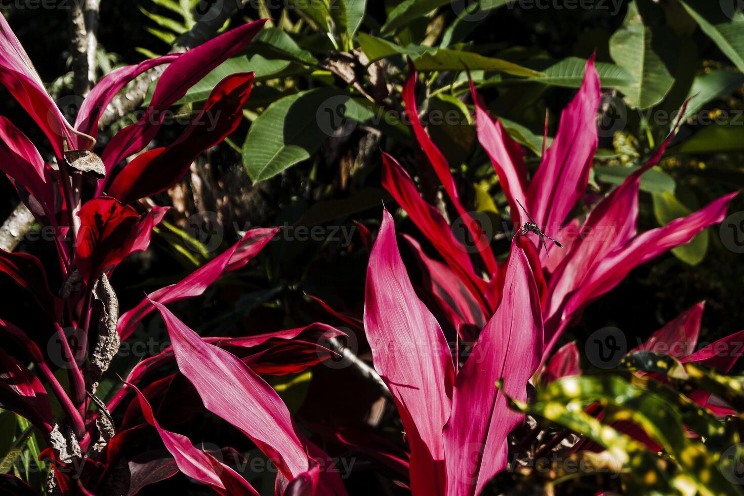 a close up of a red plant with green leaves photo