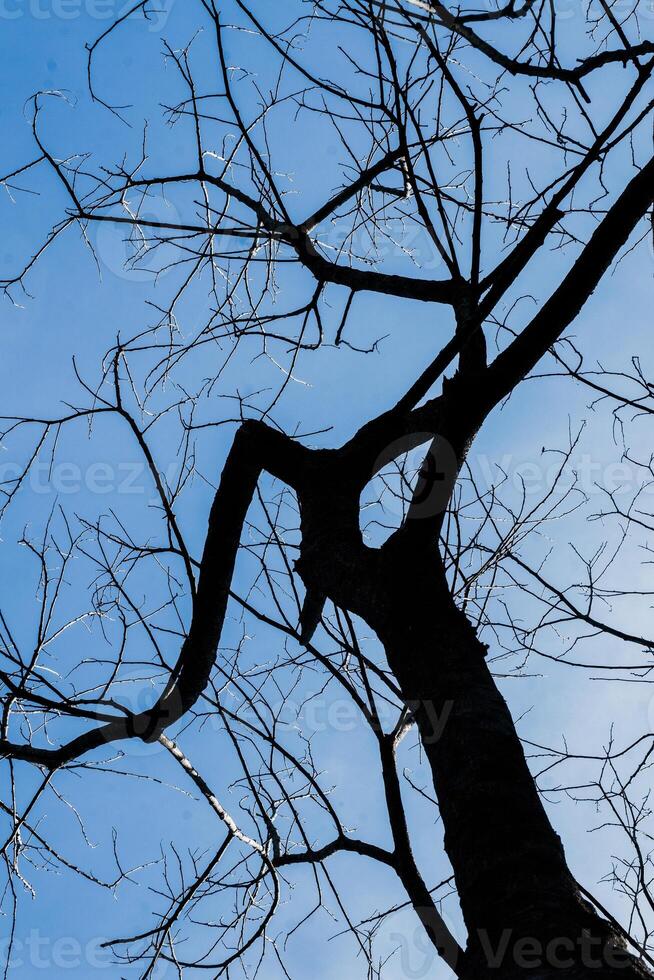 a tree with no leaves and a bird flying photo