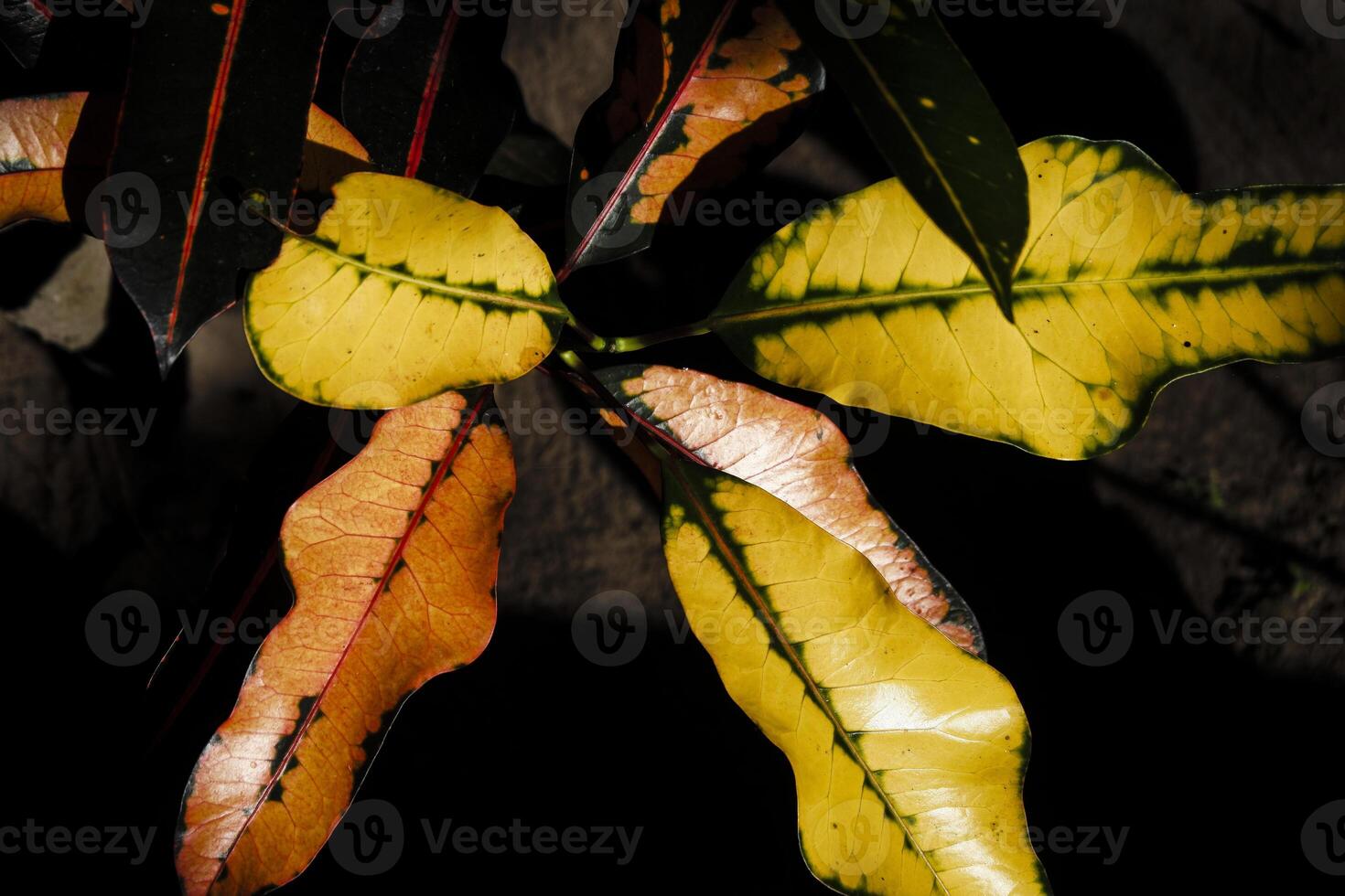 a close up of a leaf with yellow and red photo