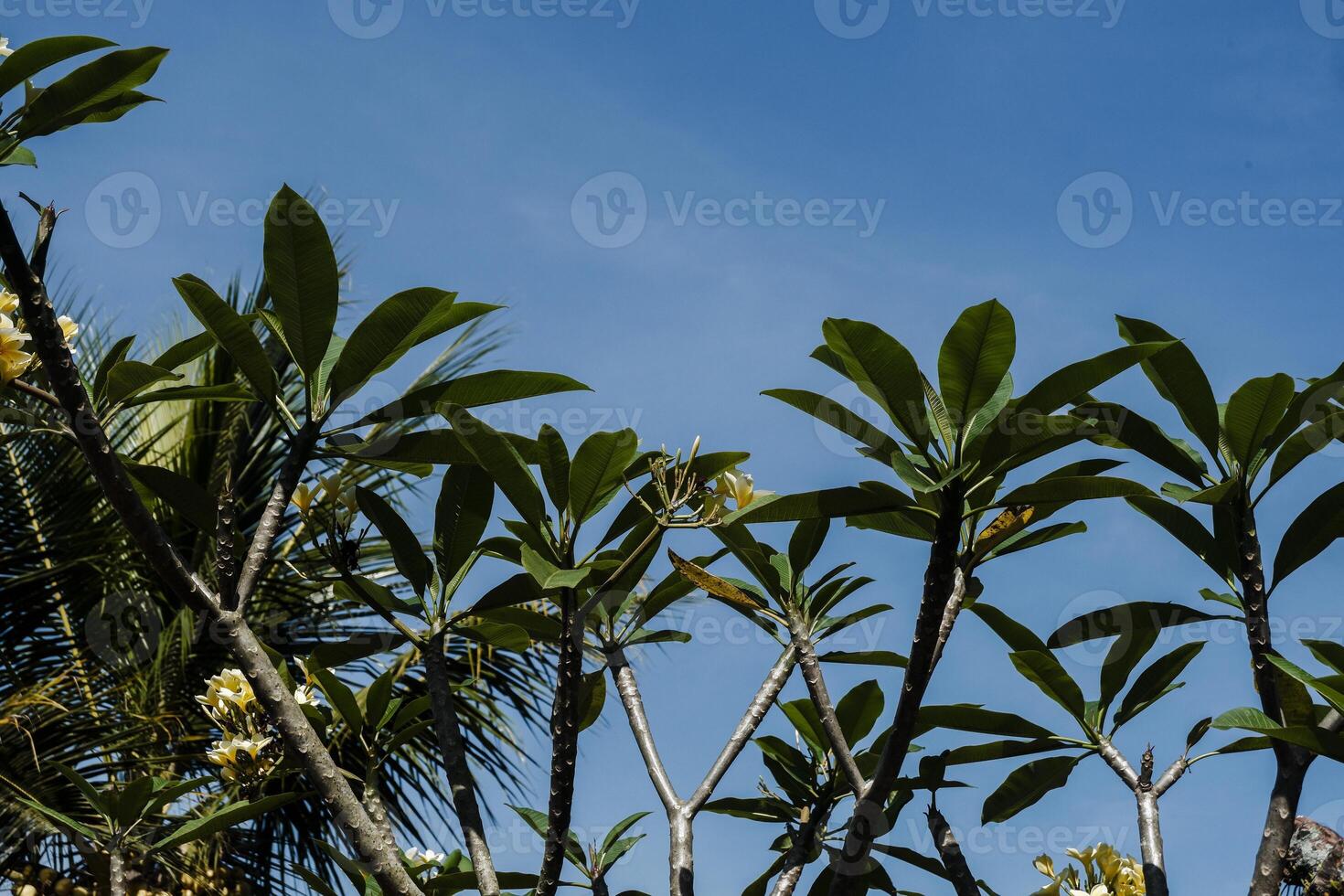 a large tree with many leaves and a bird photo