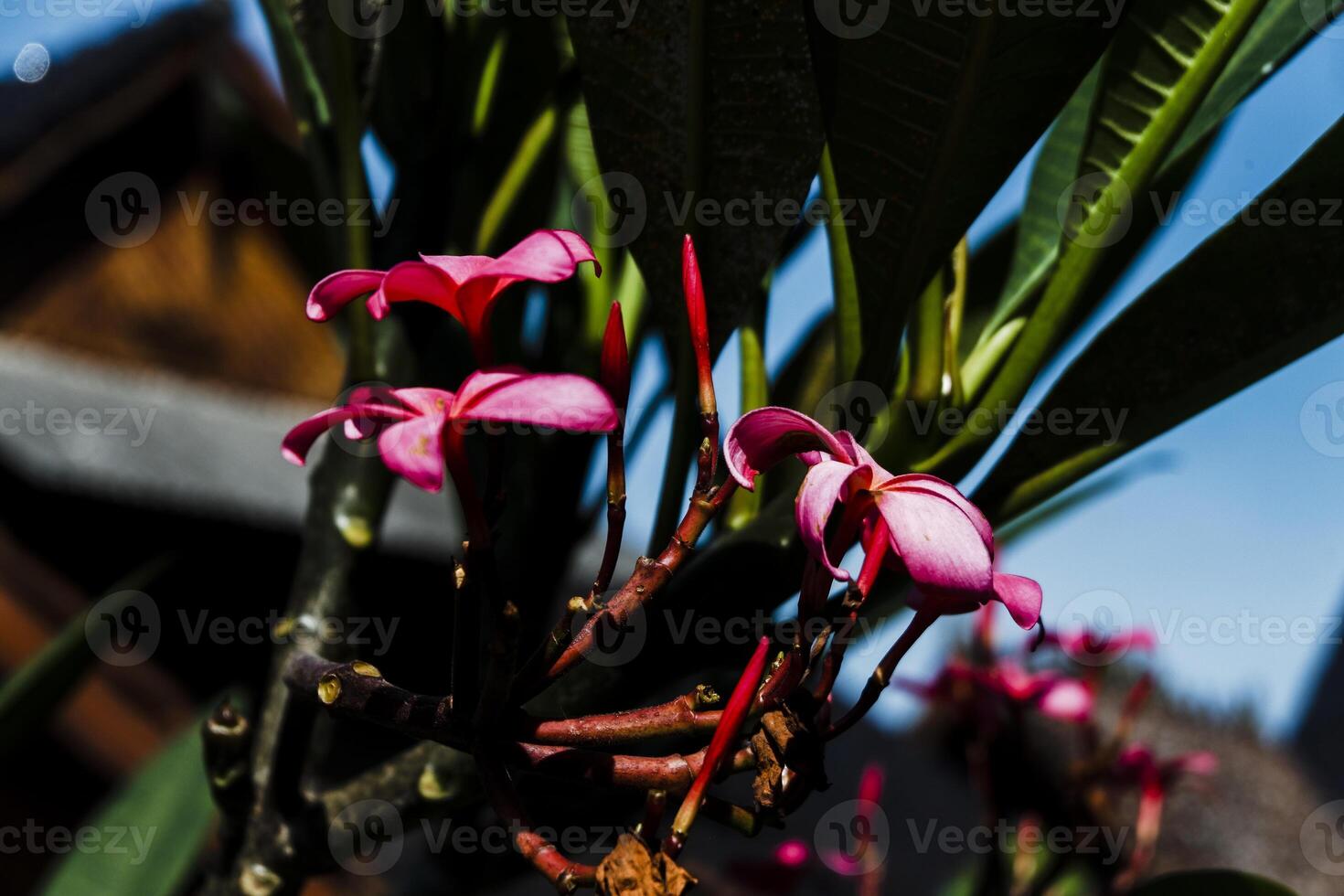 a pink flower on a tree branch photo