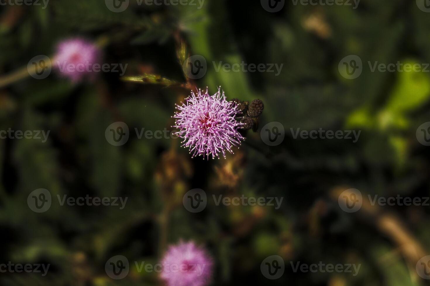 a small pink flower is growing in the grass photo
