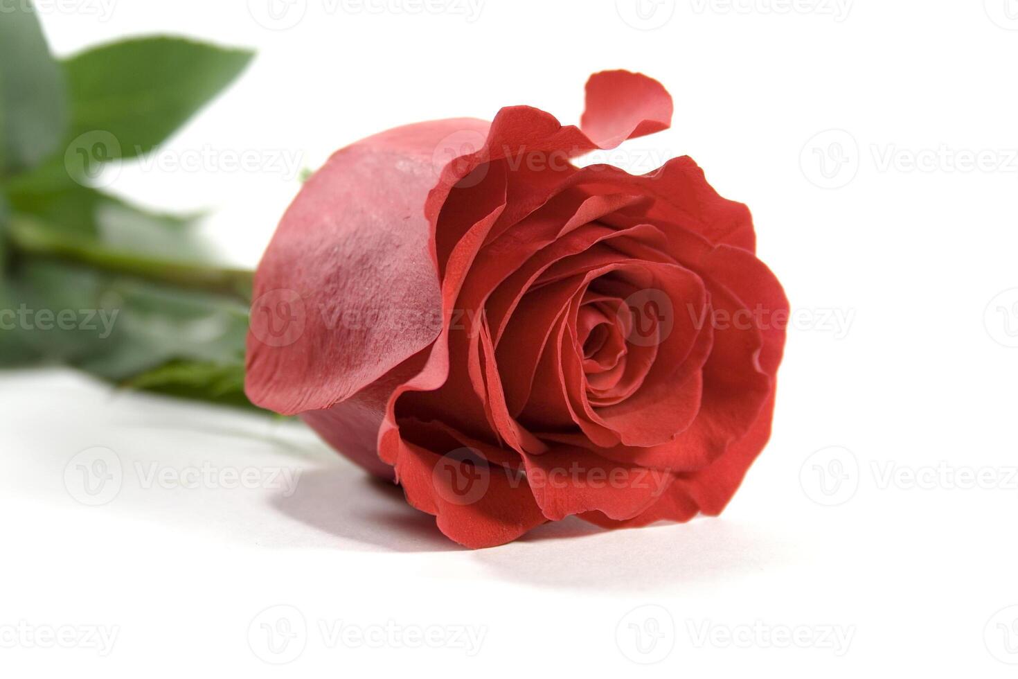 red rose on white photo
