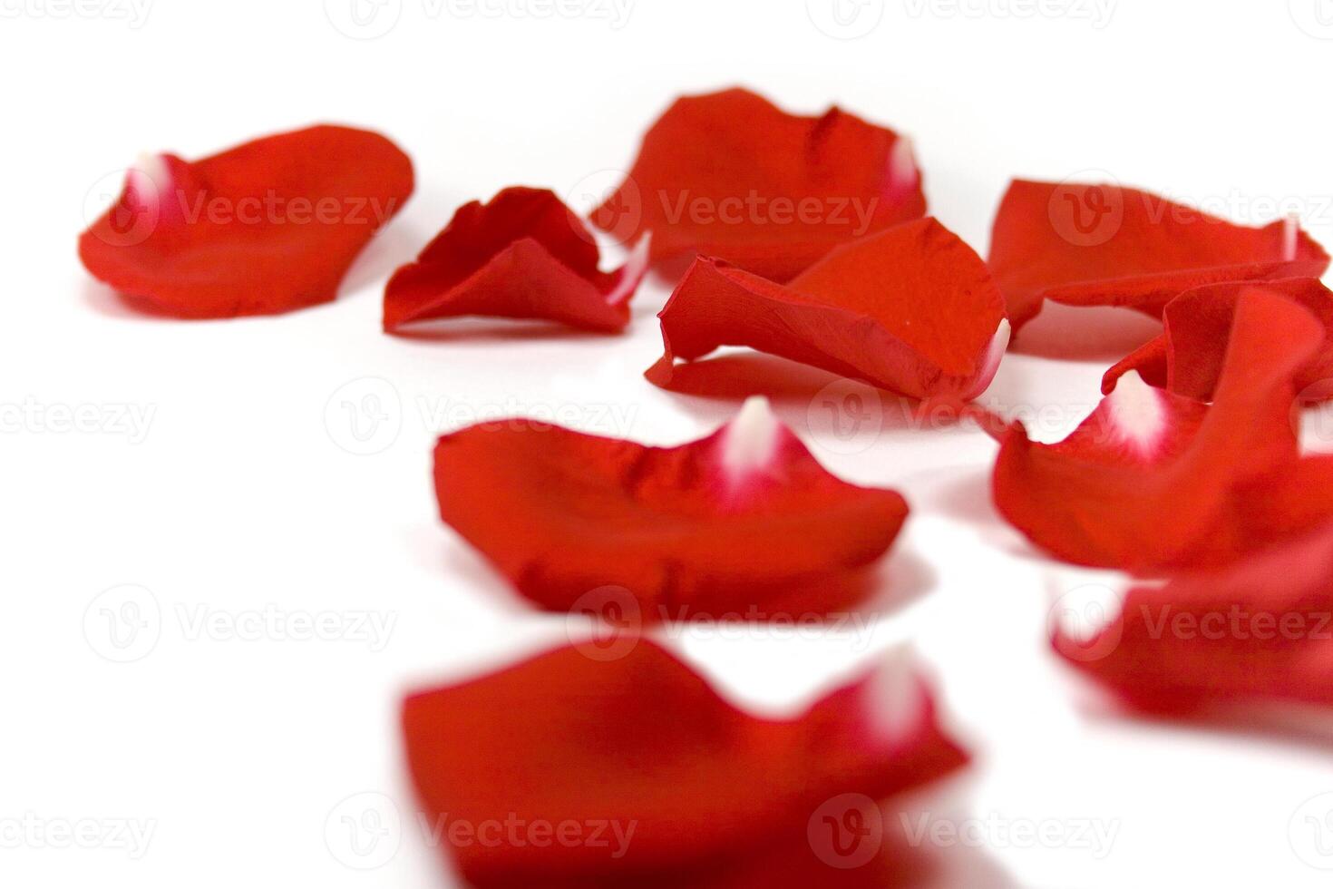 red petals on white photo